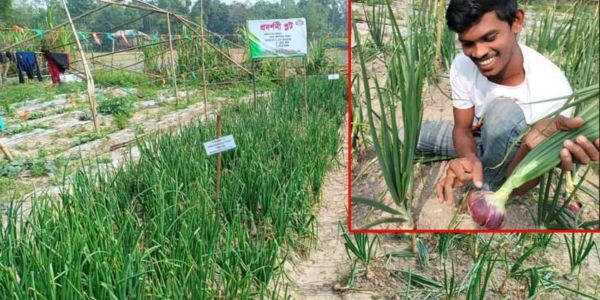 শ্রীমঙ্গলে পেঁয়াজ চাষ করে সফল রায়হান আহমদ